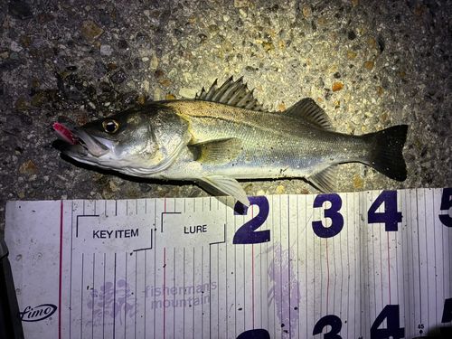 フッコ（マルスズキ）の釣果