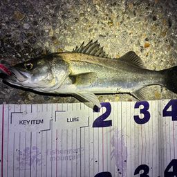 フッコ（マルスズキ）