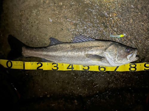 シーバスの釣果