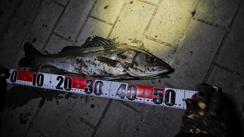 シーバスの釣果