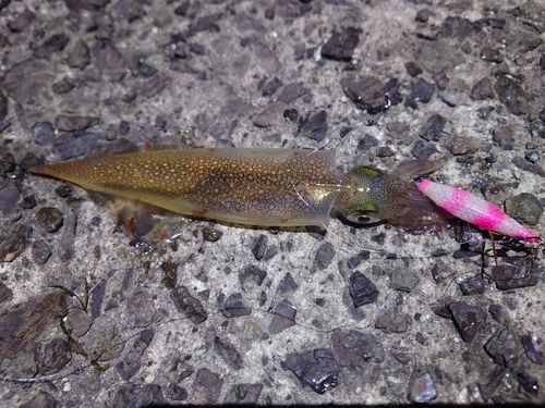 ヤリイカの釣果