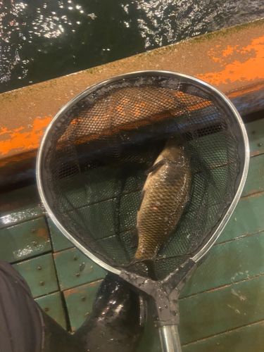 コイの釣果