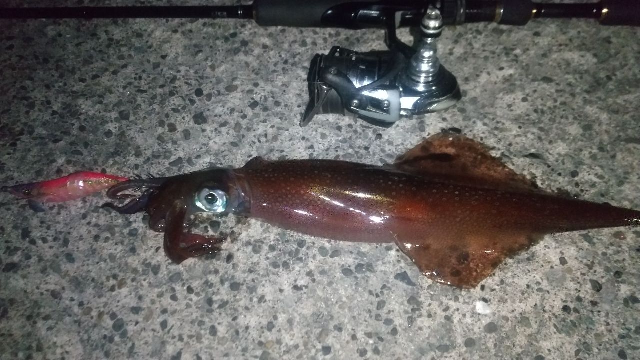 DAIWA 18イグジスト FC LT1000S-Pの最安値・インプレ・釣果 | 本音の