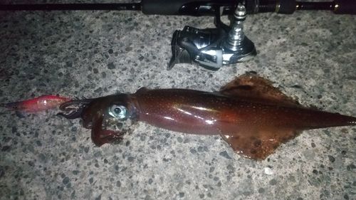 ヤリイカの釣果