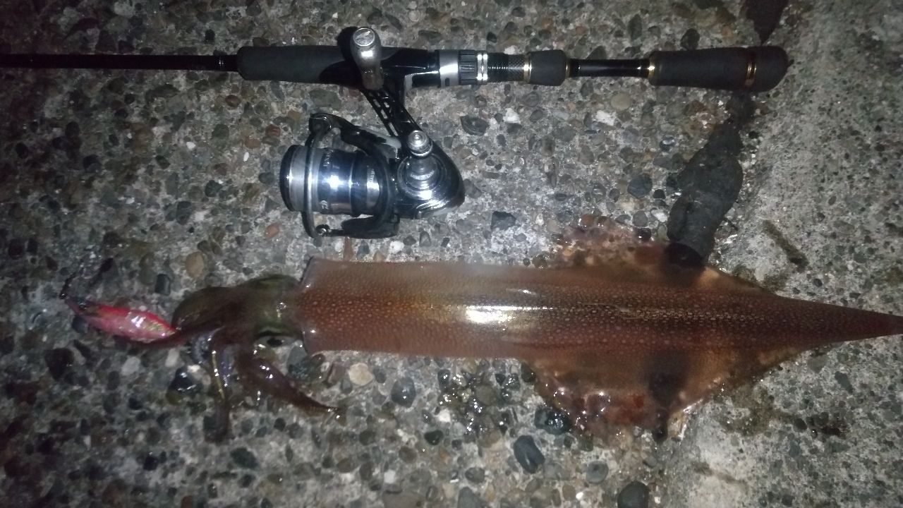 DAIWA 18イグジスト FC LT1000S-Pの最安値・インプレ・釣果 | 本音の