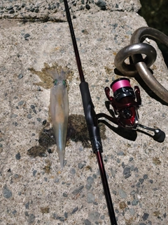 ササイカの釣果