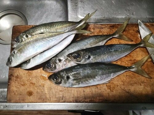 マアジの釣果