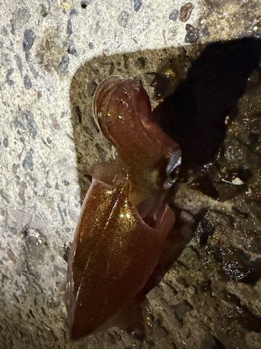 ササイカの釣果