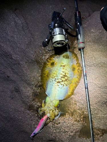 アオリイカの釣果