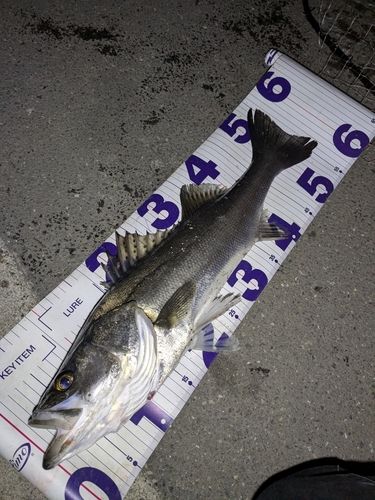 シーバスの釣果