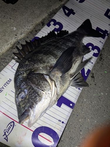 クロダイの釣果