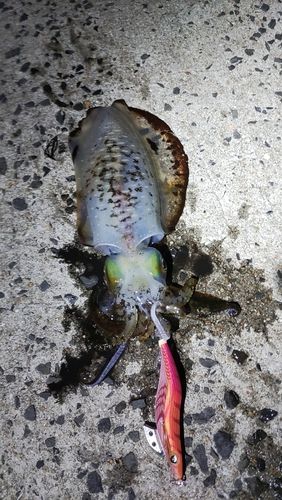 アオリイカの釣果