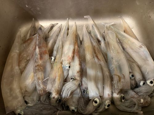 ヤリイカの釣果