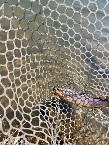 ブラウントラウトの釣果