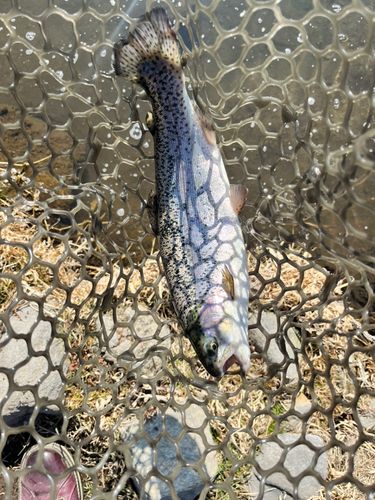 ニジマスの釣果