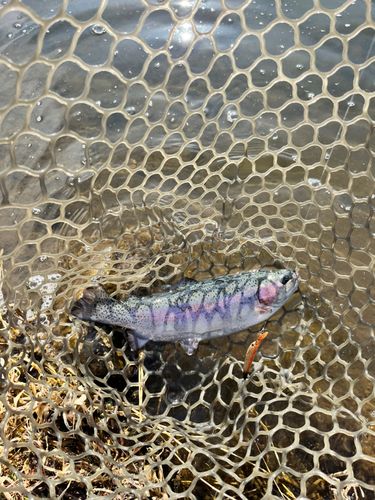 ニジマスの釣果