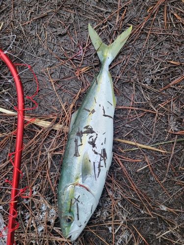 コゾクラの釣果