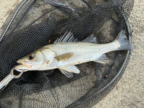 セイゴ（マルスズキ）の釣果