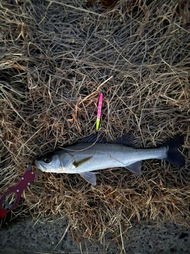 セイゴ（マルスズキ）の釣果