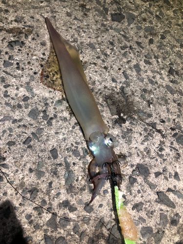 ヤリイカの釣果