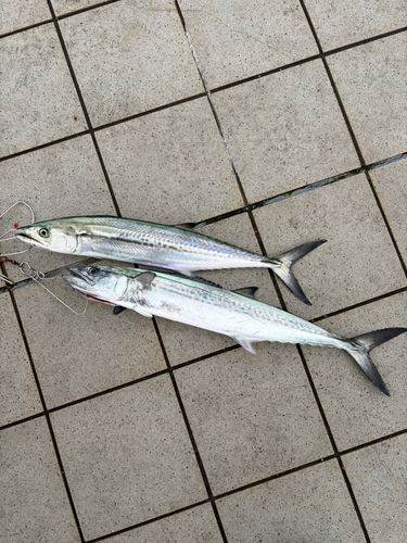 サゴシの釣果