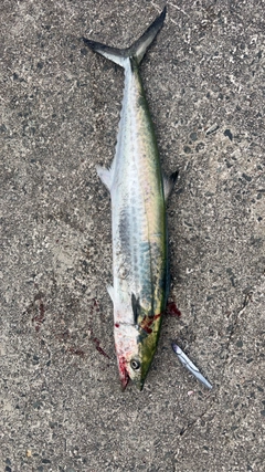 サワラの釣果