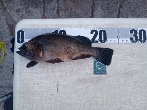クロメバルの釣果