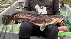 トーマンの釣果