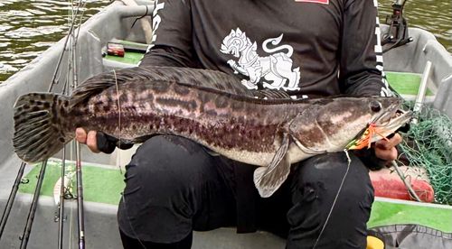 トーマンの釣果