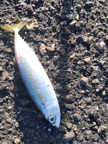 サバの釣果