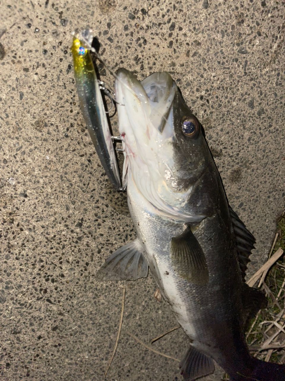 DAIWA 21モアザン ブランジーノ EX AGS 97ML/Mの最安値・インプレ