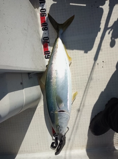 ブリの釣果