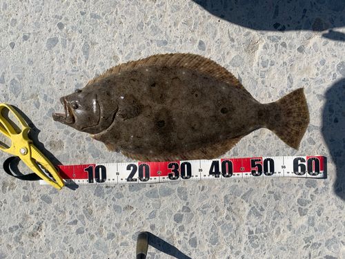 ヒラメの釣果