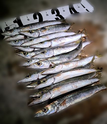 カマスの釣果
