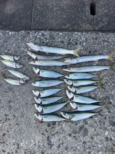 アカカマスの釣果