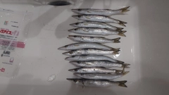 カマスの釣果