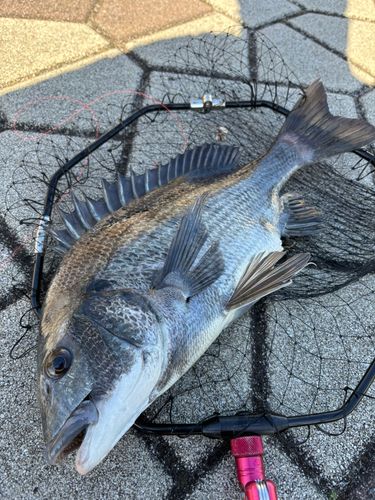 クロダイの釣果