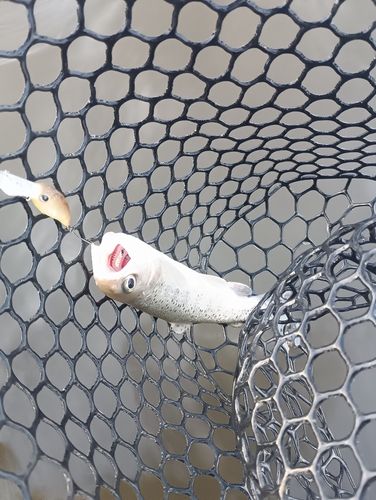 ニジマスの釣果