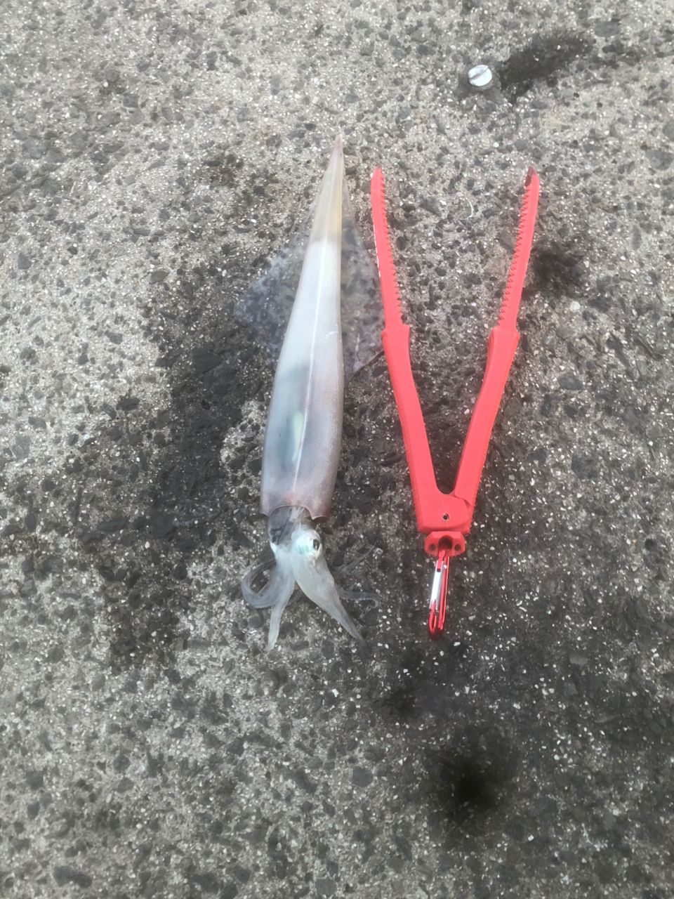 SHIMANO 21セフィア XR S86Mの最安値・インプレ・釣果 | 本音の口コミ