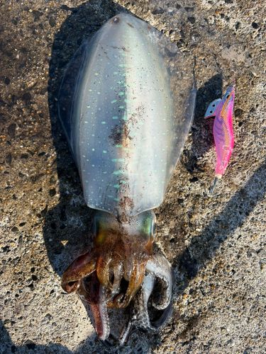 アオリイカの釣果