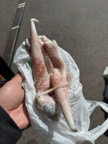 ヤリイカの釣果