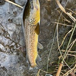 ブラウントラウト