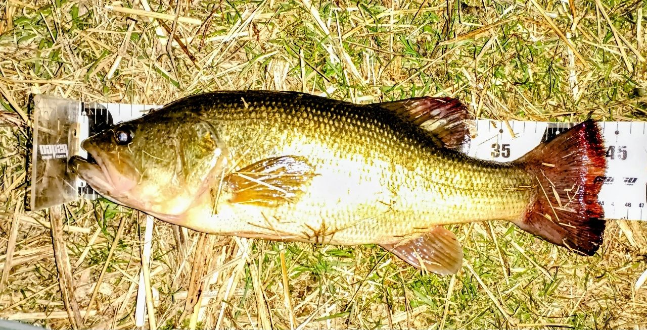 SHIMANO 20ゾディアス 168L-BFS/2の最安値・インプレ・釣果 | 本音の