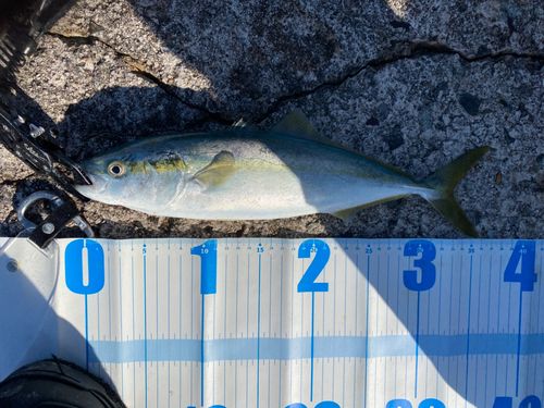ツバスの釣果