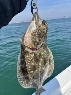 ヒラメの釣果