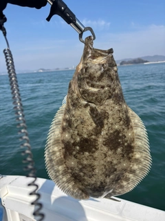 ヒラメの釣果