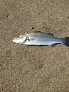 セイゴ（マルスズキ）の釣果