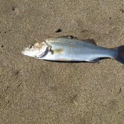 セイゴ（マルスズキ）