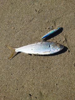 コノシロの釣果