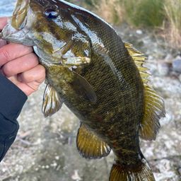 スモールマウスバス